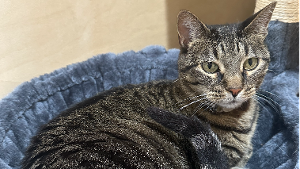 Lost Pet: Willow Griggs