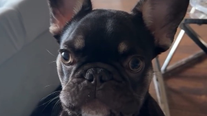 Lost Pet: Kruz