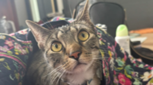 Lost Pet: Winter Mae