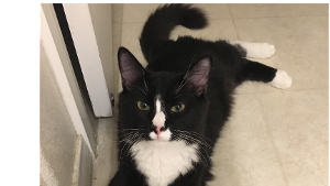 Lost Pet: Socks