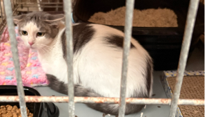 Lost Pet: CALI