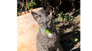 Lost Pet: Say Something