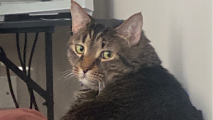Lost Pet: Moxxie