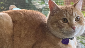 Lost Pet: Roscoe