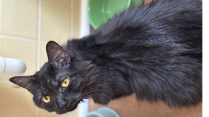 Lost Pet: Lucy