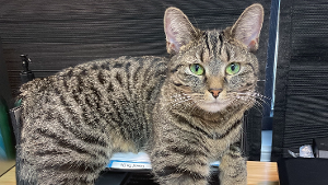Lost Pet: Coco