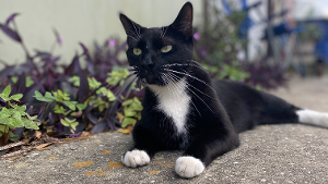 Lost Pet: Oscar