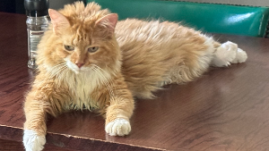 Lost Pet: Flamin? Hot Cheeto
