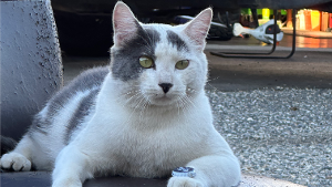 Lost Pet: Tweak