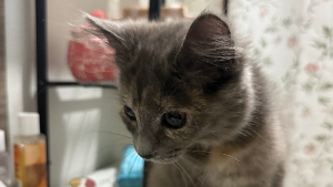 Lost Pet: Mica
