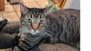 Lost Pet: Henry