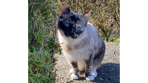 Lost Pet: Bae