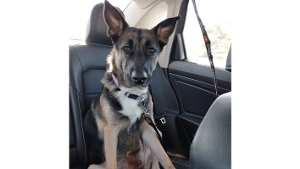 Lost Pet: Ravyn [Raven]