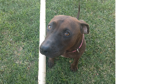 Lost Pet: Leia