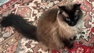 Lost Pet: Henry