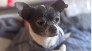 Lost Pet: Pancho