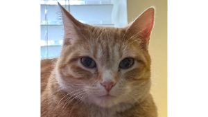 Lost Pet: Toby