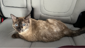 Lost Pet: Gracie Kitty Girl
