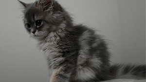 Lost Pet: ALEA