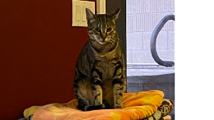 Lost Pet: Molly