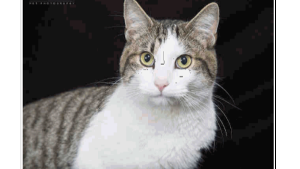 Lost Pet: BENNY