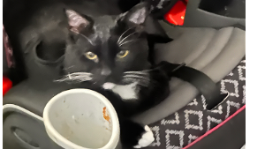 Lost Pet: Bleu