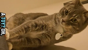 Lost Pet: Momo