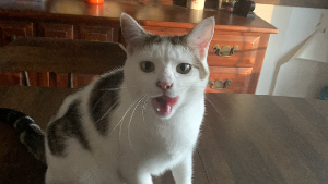 Lost Pet: Aelle