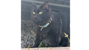 Lost Pet: Onyx