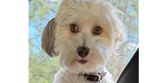 Lost Pet: Jax (Bentley)