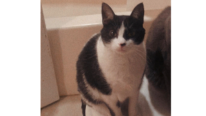 Lost Pet: Lil Baby