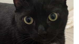 Lost Pet: Beauty