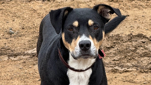 Lost Pet: Jesse