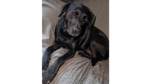 Lost Pet: Staci