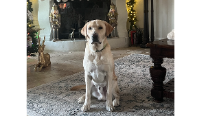 Lost Pet: Rex Ray Arredondo