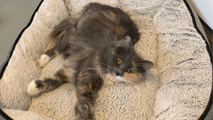 Lost Pet: Queen