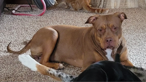 Lost Pet: Winky
