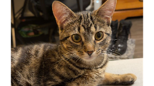 Lost Pet: Laura