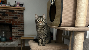 Lost Pet: Mini