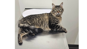 Lost Pet: Thunder