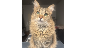 Lost Pet: Spark