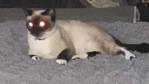 Lost Pet: Frankie
