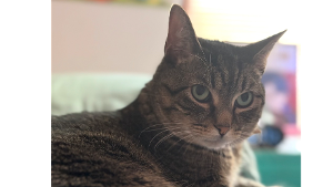 Lost Pet: Milo