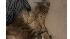 Lost Pet: Gray Gray