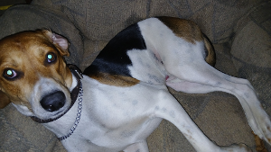 Lost Pet: Gil (Gilbert - Gil-B)