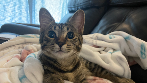 Lost Pet: Ophelia