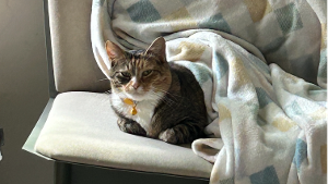 Lost Pet: Mia Parra (SNB26)