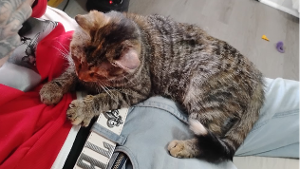 Lost Pet: Cinnamon