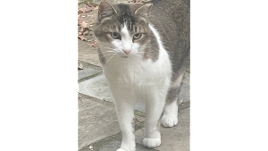 Lost Pet: Phoebe