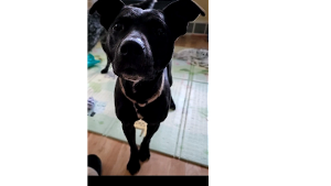 Lost Pet: Athena